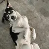 yxnksr