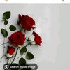user6530942013427