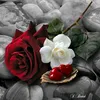 Ahmed Al Jubori