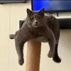 majestic_danilka