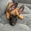 stitch_themaligator