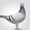 p1ge0n_trol1