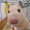 fyra_373