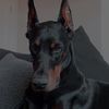 dobermann028