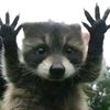 racoon904
