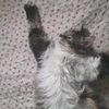gatos_notanespaci