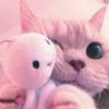 _4.paww