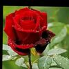 farabbi20