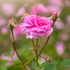 md.habibur.rohoma964