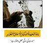 zulqernain.naqvi8