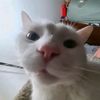 catslayer90003
