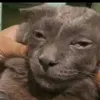 highcat88