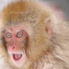 i.am.yellow.monke