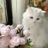 sajad.abdulrahman