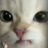 chococakeei1