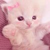 lily_lovelyy.5