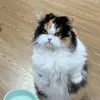 hotvitlon_kute
