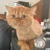 nganngan_iuoiii