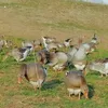 palwre.qaladzy