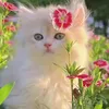 aliz9022