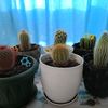 cactus_afanasiy11