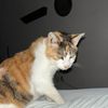 wilbear4