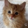 kittyfoster33
