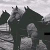 khoof_5