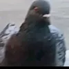 amirmejorrepartidor0