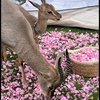 deer_23a