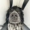 otto_the_cocker