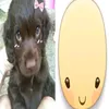 jelly_monet