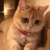 cat..s7