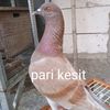 cak.imin778