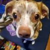 roxy_the_therian2