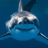shaaarkfin