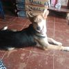 chinitapaz