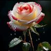 muhmmad.rashid57