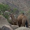 abboud_s.1