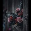 jawhara.shah_01