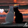 vusale_444