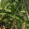kagawad.dania