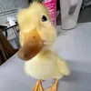 thai.tgia.backinh