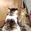 ucilcatmixdom