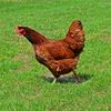 ..ayam