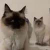 fivefluffyragdolls