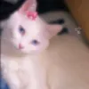 5aht6