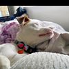 justmissbellamarie