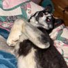 threethehusky