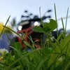 txmoto250lixx